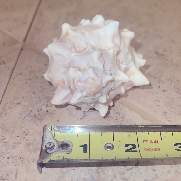Conch Shell - Picture 3 of 3